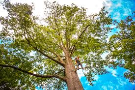 How Our Tree Care Process Works  in  Lake Wildwood, CA