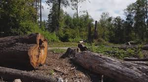 Best Stump Grinding and Removal  in Lake Wildwood, CA