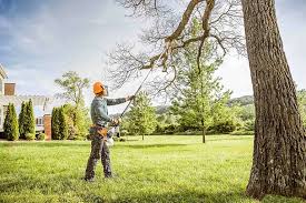 Best Tree Maintenance Programs  in Lake Wildwood, CA