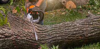 Best Tree Cabling and Bracing  in Lake Wildwood, CA