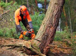 Best Tree Disease Treatment  in Lake Wildwood, CA