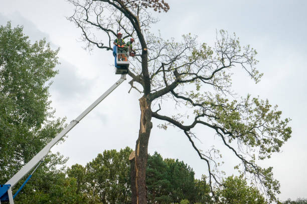Best Emergency Tree Removal  in Lake Wildwood, CA