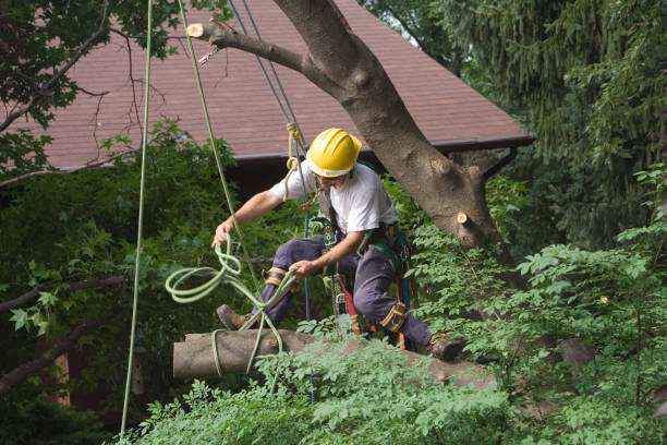 Best Tree Trimming and Pruning  in Lake Wildwood, CA