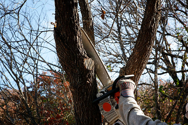 Best Root Management and Removal  in Lake Wildwood, CA