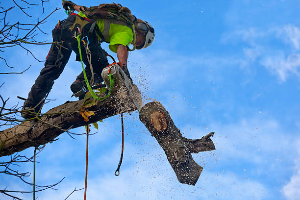 Best Firewood Processing and Delivery  in Lake Wildwood, CA